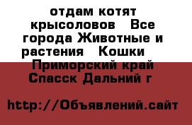 отдам котят крысоловов - Все города Животные и растения » Кошки   . Приморский край,Спасск-Дальний г.